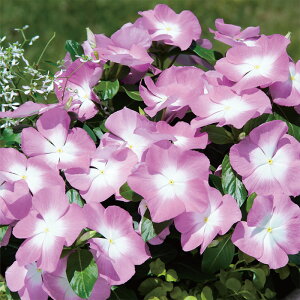 yTJ^̃^lz j`j`\E T_[(R) I[Lbhn[   30  t܂  H u[ A nA ƒ؉ ͔| K[fjO | j`j`\E ɂɂ q 