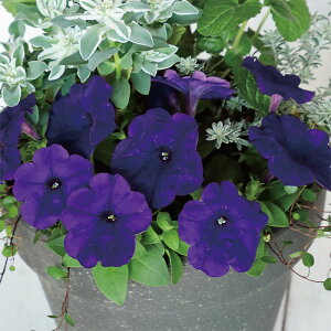 yTJ^̃^lz y`jA 悭炭y`jA oJiQ u[   ybgV[h50  t܂ H܂ t  H u[ A nA ƒ؉ ͔| K[fjO | y`