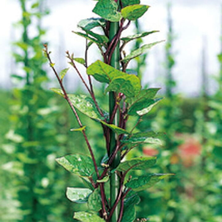 楽天市場 サカタのタネ公式 つるむらさき 野菜 春まき 固定種 在来種 簡単 初心者向き 育てやすい プランター 鉢 珍しい 家庭菜園 ベランダ栽培 収穫 園芸 種子 タネ たね 種 約50粒 サカタのタネ公式楽天市場店