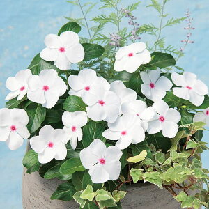 �y�T�J�^�̃^�l�����z �j�`�j�`�\�E �T���_�[(R) �|���J�h�b�g �� �� ��30�� ���� �t�܂� �� �H �z���C�g ���A�� �n�A�� �ƒ�؉� �͔| �K�[�f�j���O ���| �j�`�j�`�\�E �ɂ��ɂ����� ��q �^