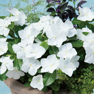 yTJ^̃^lz j`j`\E T_[(R) zCg   30  t܂  H zCg A nA ƒ؉ ͔| K[fjO | j`j`\E ɂɂ q ^l 