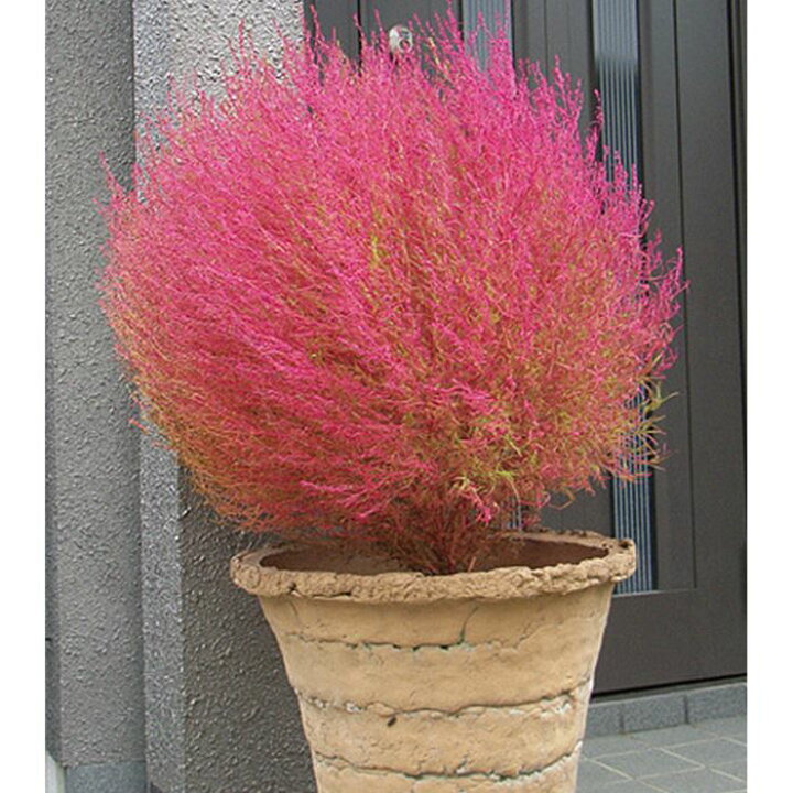 楽天市場 サカタのタネ公式 コキア グリーン グリーン 花 春まき 春 夏 秋 鉢植え 地植え 簡単 初心者向き 育てやすい プランター 鉢 ベランダ栽培 ガーデニング 園芸 ほうき草 ほうきぐさ ほうきそう 種子 タネ たね 種 約55粒 サカタのタネ公式楽天市場店