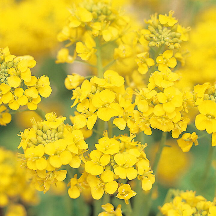 楽天市場 サカタのタネ公式 菜の花 寒咲系 混合 イエロー 花 春まき 秋まき 春 冬 鉢植え 地植え 切り花 簡単 初心者向き 育てやすい ガーデニング 園芸 種子 タネ たね 種 約118粒 サカタのタネ公式楽天市場店 楽天市場 サカタのタネ公式 菜の花 寒咲系 混合 イエロー 花 春まき 秋まき 春 冬 鉢植え 地植え 切り花 簡単 初心者向き 育てやすい ガーデニング 園芸 種子 タネ たね 種 約118粒 サカタのタネ公式楽天市場店