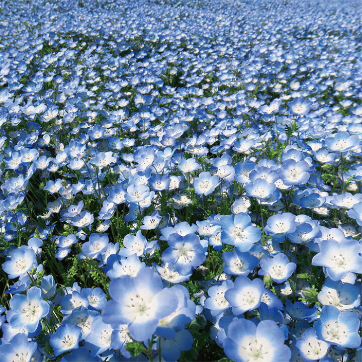 楽天市場 サカタのタネ公式 ネモフィラ インシグニスブルー ブルー 花 春まき 秋まき 春 鉢植え 地植え 切り花 簡単 初心者向き 育てやすい ガーデニング 園芸 種子 タネ たね 種 約134粒 サカタのタネ公式楽天市場店
