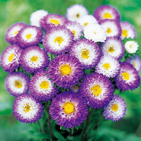 【サカタのタネ公式】 アスター 松本 トップパープル 花 種 約186粒 小袋 春まき 秋まき夏 秋 バイカラー 鉢植え 地植え 切り花育てやすいガーデニング 園芸種子 タネ たね