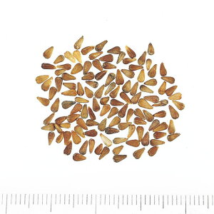 yTJ^̃^lz AX^[  gbv[Y   145  t܂ H܂  TJ^z sN A nA ؂ v^[  ͔| K[fjO | AX^[ [