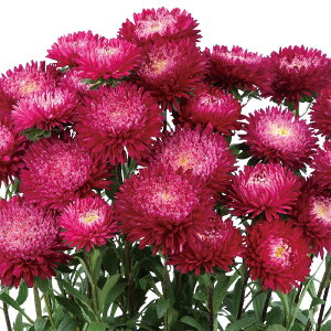 yTJ^̃^lz AX^[ XL bh   100  t܂  H bh A nA ƒ؉ ͔| K[fjO | AX^[ [ q ^l 