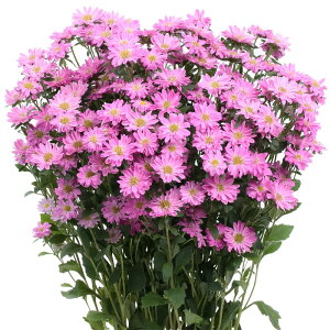 yTJ^̃^lz AX^[ Xe sN   72   H sN A nA ƒ؉ ͔| K[fjO | AX^[ [ q ^l 