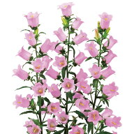 【サカタのタネ公式】 カンパニュラ チャンピオンiQ ピンク 花 種 ペレットシード約80粒 小袋 春まき 秋…