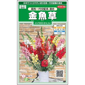 yTJ^̃^lz LM\E zn    90  t܂ H܂ t  }`J[ A nA ؂ Ă₷ K[fjO |  񂬂傻 