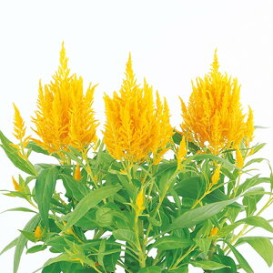 yTJ^̃^lz PCgE t} S[f   30  t܂ t  H IW A nA ƒ؉ ͔| K[fjO | PCgE Ƃ q ^l 