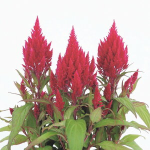 yTJ^̃^lz PCgE t} uCgbh   30  t܂ t  H bh A nA ƒ؉ ͔| K[fjO | PCgE Ƃ q ^l 