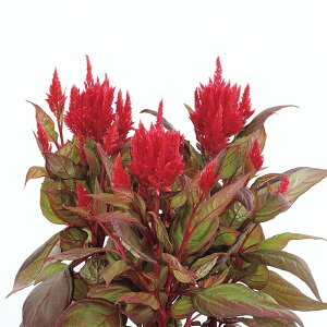 yTJ^̃^lz PCgE t} bhEBYuY[t   30  t܂ t  H bh A nA ƒ؉ ͔| K[fjO | PCgE Ƃ q ^