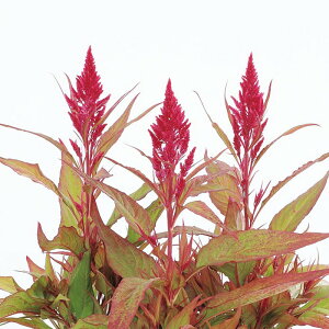 yTJ^̃^lz PCgE t} [Y XL   30  t܂ t  H bh A nA ƒ؉ ͔| K[fjO | PCgE Ƃ q ^l 