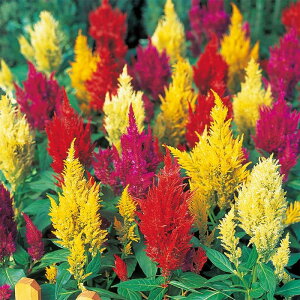 �y�T�J�^�̃^�l�����z �H�т����Ƃ� �Z���`�����[ �~�b�N�X �� �� ��500�� ���� �t�܂� �� �H �}���`�J���[ ���A�� �n�A�� �ƒ�؉� �͔| �K�[�f�j���O ���| �H�т����Ƃ� �H�т����Ƃ� ��q 