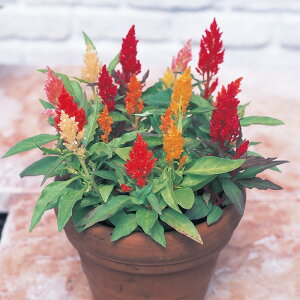 yTJ^̃^lz PCgE     tBR[gq500  t܂  H }`J[ A nA SҌ ƒ؉ ͔| K[fjO | PCgE 