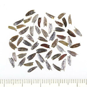 yTJ^̃^lz WjAiSj vt[W _u t@CA[ iver.2j   10   H IW A nA ƒ؉ ͔| K[fjO | WjAiSj 