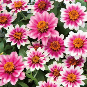 �y�T�J�^�̃^�l�����z �W�j�A�i�S�����j �v���t���[�W���� �`�F���[�o�C�J���[ �� �� ��300�� ���� �� �H �o�C�J���[ ���A�� �n�A�� �ƒ�؉� �͔| �K�[�f�j���O ���| �W�j�A�i�S�����j ����