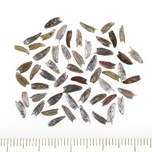 yTJ^̃^lz WjAiSj vt[W    300   H CG[ A nA ƒ؉ ͔| K[fjO | WjAiSj ɂiSj 