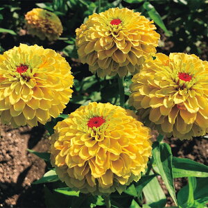 �y�T�J�^�̃^�l�����z �W�j�A�i�S�����j �N�C�[�� �������s�[�` �� �� ��40�� ���� �t�܂� �� �H �C�G���[ ���A�� �n�A�� �؂�� �v�����^�[ �� �ƒ�؉� �x�����_�͔| �K�[�f�j���O ���| �W