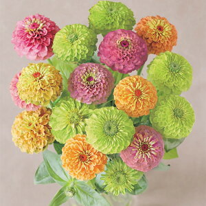 �y�T�J�^�̃^�l�����z �W�j�A�i�S�����j �N�C�[�� �~�b�N�X �� �� ��15�� ���� �t�܂� �� �H �}���`�J���[ ���A�� �n�A�� �؂�� �v�����^�[ �� �ƒ�؉� �x�����_�͔| �K�[�f�j���O ���| �W