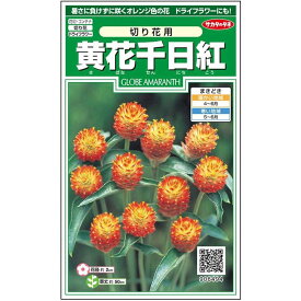 【サカタのタネ公式】 センニチコウ 黄花千日紅 花 種 クリーンシード約42粒 小袋 春まき 夏 秋 オレンジ 鉢植え 地植え 切り花 ドライフラワー 簡単 初心者向き 育てやすい プランター 鉢ベランダ栽培ガーデニング 園芸 千日紅 種子 タネ たね