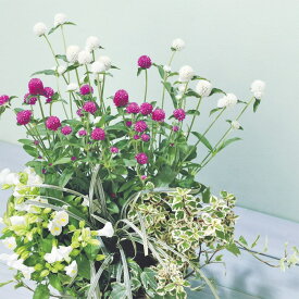 【サカタのタネ公式】 センニチコウ ミラーボール ミックス 花 種 クリーンシード約50粒 小袋 春まき 春 夏 秋 マルチカラー 鉢植え 地植え 家庭菜園 栽培 ガーデニング 園芸 センニチコウ せんにちこう 種子 タネ たね