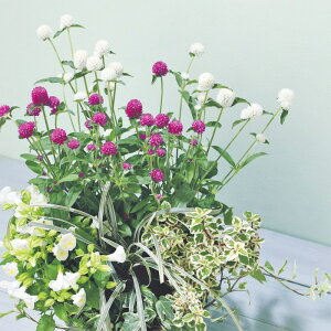 yTJ^̃^lz Zj`RE ~[{[ ~bNX   N[V[h50  t܂ t  H }`J[ A nA ƒ؉ ͔| K[fjO | Zj`RE 