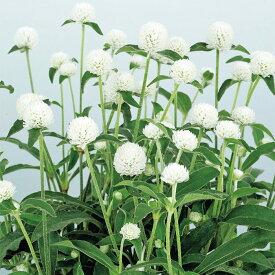 【サカタのタネ公式】 センニチコウ ミラーボール ホワイト 花 種 クリーンシード約50粒 小袋 春まき 春 夏 秋 ホワイト 鉢植え 地植え 家庭菜園 栽培 ガーデニング 園芸 センニチコウ せんにちこう 種子 タネ たね