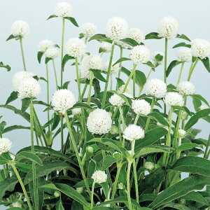 yTJ^̃^lz Zj`RE ~[{[ zCg   N[V[h50  t܂ t  H zCg A nA ƒ؉ ͔| K[fjO | Zj`RE 