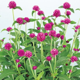 【サカタのタネ公式】 センニチコウ ミラーボール パープル 花 種 クリーンシード約50粒 小袋 春まき 春 夏 秋 パープル 鉢植え 地植え 家庭菜園 栽培 ガーデニング 園芸 センニチコウ せんにちこう 種子 タネ たね