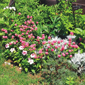 yTJ^̃^lz Zj`RE ~[{[ s[`   N[V[h50  t܂  H sN A nA ؂ hCt[ v^[  ƒ؉ x_͔| 