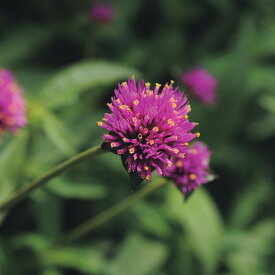 【サカタのタネ公式】 センニチコウ ファイヤーワークス 花 種 コート種子約20粒 小袋 春まき 夏 秋 ピンク 鉢植え 地植え 切り花 ドライフラワー プランター 鉢 家庭菜園 ベランダ栽培 ガーデニング 園芸 センニチコウ せんにちこう 種子 タネ たね
