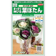 【サカタのタネ公式】 ハボタン 切り花用混合 まっすぐ伸びる 葉ぼたん 花 種 約30粒 小袋 春まき 秋まき…