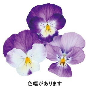 yTJ^̃^lz pW[ 悭炭X~ x_[\tg   40  H܂ H TJ^z p[v A nA v^[  ͔| K[fjO | pW[ ς񂶁[
