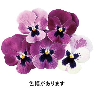 yTJ^̃^lz pW[ 悭炭X~ Yx[   40  H܂ H TJ^z bh A nA v^[  ͔| K[fjO | pW[ ς񂶁[ q ^