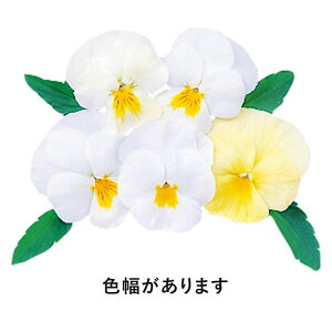 【サカタのタネ公式】 パンジー よく咲くスミレ ミルクセーキ 花 種 約40粒 小袋 春まき 秋まき 春 秋 冬 ホワイト 鉢植え 地植え プランター 鉢 ベランダ栽培 ガーデニング 園芸 三色菫 三色