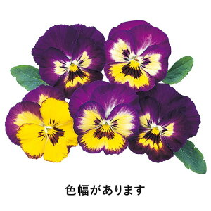 yTJ^̃^lz pW[ 悭炭X~ u[x[pC   40  H܂ H TJ^z oCJ[ A nA v^[  ͔| K[fjO | pW[ ς