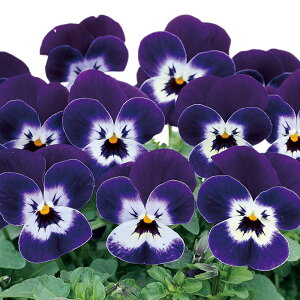 yTJ^̃^lz rI sGi(R) p[vsReB[   20  t܂ H܂ H ~ p[v A nA v^[  x_͔| K[fjO | q ^l 