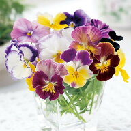 【サカタのタネ公式】 ビオラ 江原ビオラ ミックス 花 種 約40粒 小袋 秋まき 秋 マルチカラー 鉢植え 地…