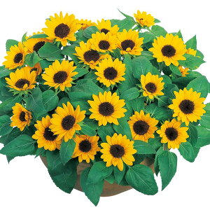 yTJ^̃^lz q}    tBR[gq300  t܂  H CG[ A nA ƒ؉ ͔| K[fjO | q} Ђ܂ q ^l 