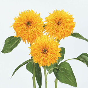 yTJ^̃^lz q} d܂邱   20  t܂  H CG[ ؂ ƒ؉ ͔| K[fjO |  Ђ܂ q ^l 