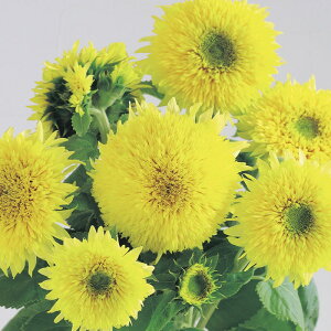 yTJ^̃^lz q} O~[xA   20  t܂  H CG[ A nA ؂ v^[  ƒ؉ x_͔| K[fjO |  Ђ܂ q ^