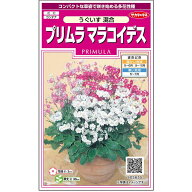 【サカタのタネ公式】 プリムラ マラコイデス うぐいす 混合 花 種 約215粒 小袋 春まき 秋まき 春 冬 マ…