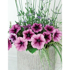 yTJ^̃^lz y`jA 悭炭y`jA oJiQ v   ybgV[h50  t܂ H܂ t  H p[v A nA ƒ؉ ͔| K[fjO | y