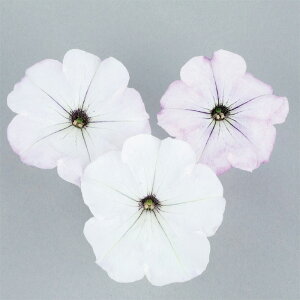 yTJ^̃^lz y`jA 悭炭y`jA oJiQ Vo[zCg   ybgV[h50  t܂ H܂ t  H zCg A nA ƒ؉ ͔| K[fj