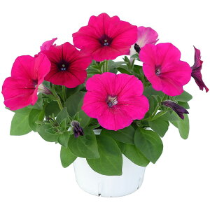 yTJ^̃^lz y`jA 悭炭y`jA oJiQ p[v   ybgV[h300  t܂ H܂ t  H p[v A nA ƒ؉ ͔| K[fjO |