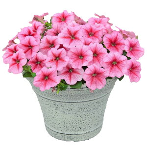 yTJ^̃^lz y`jA 悭炭y`jA oJiQ Xgx[   ybgV[h300  t܂ H܂ t  H sN A nA ƒ؉ ͔| K[fjO 