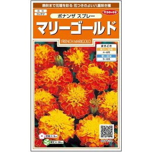 yTJ^̃^lz }[S[h {iU Xv[   43  t܂  H oCJ[ A nA ȒP SҌ Ă₷ v^[ x_͔|K[fjO 