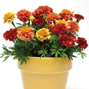 yTJ^̃^lz }[S[h Xgx[uh   30  t܂  H IW A nA v^[  ƒ؉ x_͔| K[fjO | }[S[